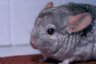 Chinchilla